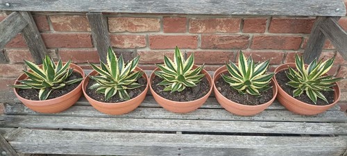 Agave lopantha quadricolor - agave,