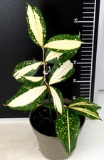 Dracaena Milky Way - Bambus-Drachenbaum  abgebildete  Zimmerpflanze