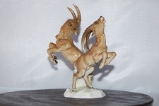 kämpfende Steinböcke