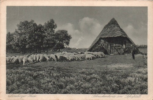 Lüneburger heide - lüneburger,