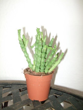 Ascleps Stapelia Huernia Orbea Aasblume 1-11945