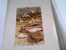 Schollen - Chromolithographie
