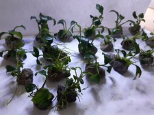 Anubia Nana auf Lavastein -