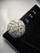  Seeigel Galerites Steinkern