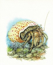 Anemonen-Einsiedlerkrebs Zehnfüßige Krebse - Kunstdruck-Bild - 25,5 x 17,5 cm