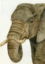 Afrikanischer Elefant Tierwelt