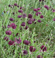 Rote Berg Flockenblume - Centaurea atropurpurea