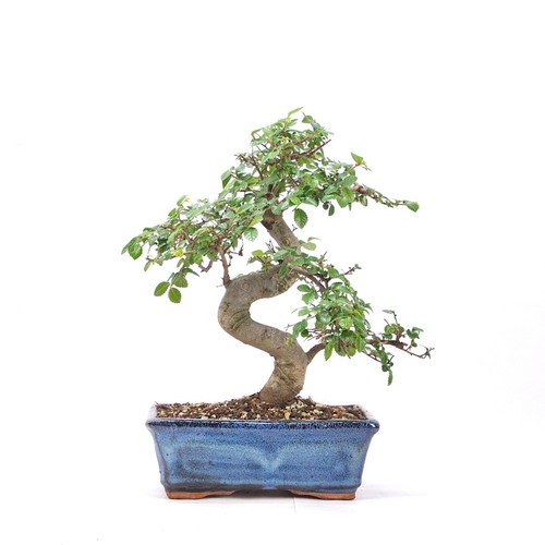 Bonsai chinesische ulme - bonsai,
