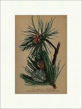 Legföhre, Krummholz Pinus Cembra L. Alpenkette höhere Voralpen  Alpenflora 014