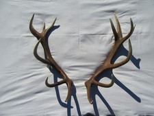 Kapitale Abwurfstange Paar Hirschgeweih Hirsch Gehörn Geweih Hirschhorn  Trophäe