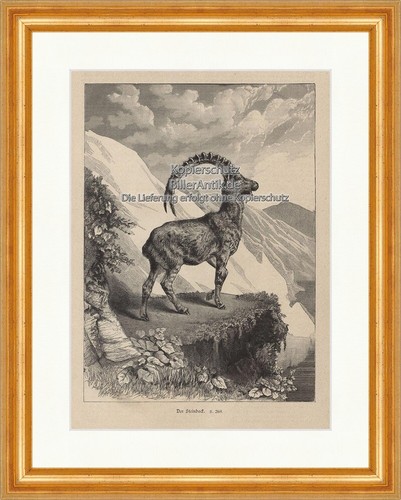 Der steinbock leutermann - der,