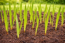 50 Samen - Hanfpalmensamen