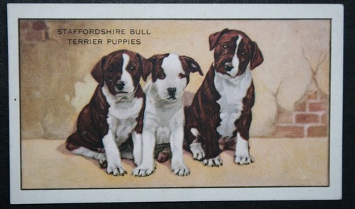 Staffordshire bullterrier - staffordshire,