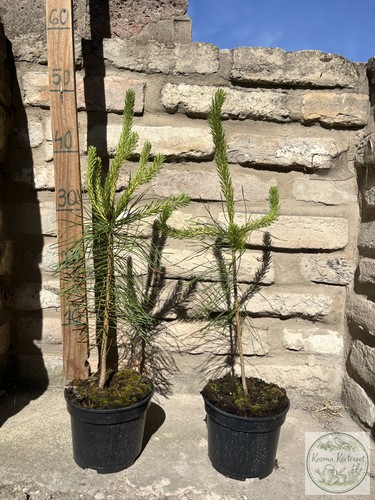 Waldkiefer pinus - –,
