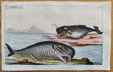 Wal Walfang (B) - Wilhelm