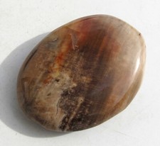 Versteinertes holz fossil - holz,,