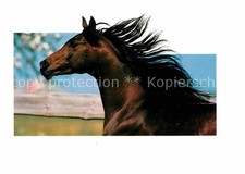 Pferde Vollblutaraber 