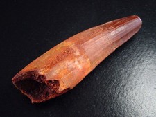 Spinosaurus Zahn 8,3 cm -