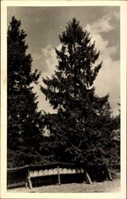 Ak Lutterloh Südheide