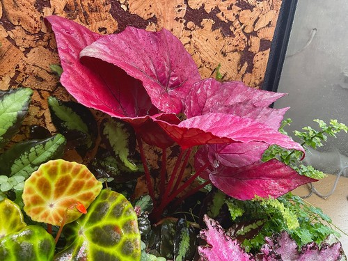 Rote royal begonia - rote, red