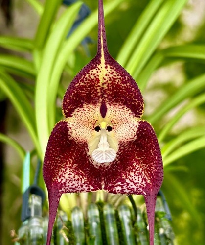 Dracula species monkeyface - dracula,
