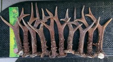 5 Paare starke echte Rehbock Abwurfstangen Rehgeweih Rehgehörn Geweih Floristik