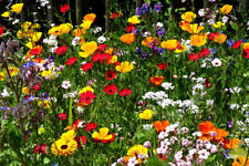 SOMMERBLUMEN MIX Blumensamen  Bienen Schmetterlinge Blumenwiese 10m² 🌻🌺