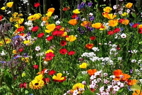 Sommerblumen mix blumensamen - sommerblumen,