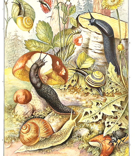 Alte lithografie schnecken - alte, lithografie,