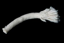 Lampendocht für Petroleum Öl