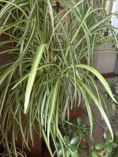 Chlorophytum/Grünlilie