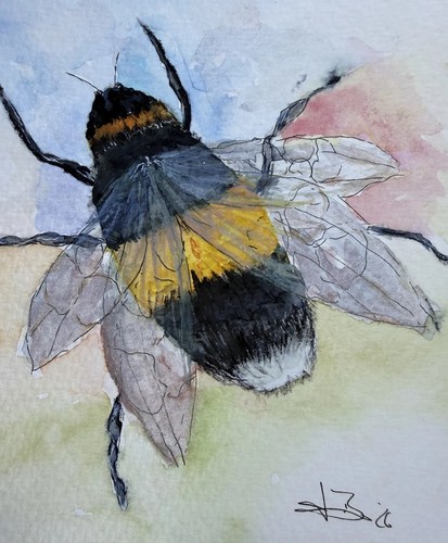 Aquarellbild hummel - aquarellbild,