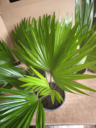 Fächerpalme trachycarpus - fächerpalme,