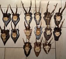 Konvolut 15 x altes Rehbock Geweih Gehörn Trophäe Geweihe