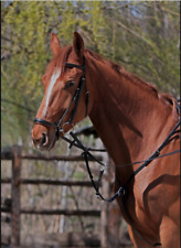 Velicea " Military Exklusiv "