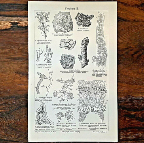 Alte lithographie flechten - alte,
