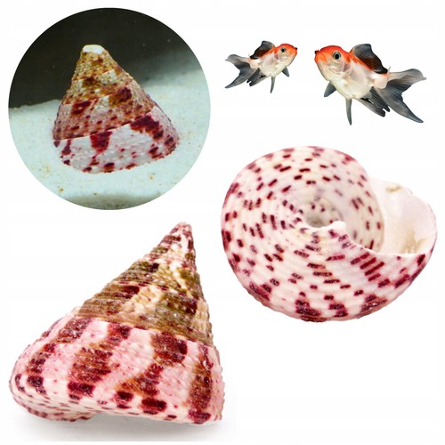 Aquarium muschel trochus conus - muschel,