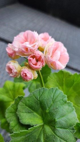 Pelargonie geranie - pelargonie,