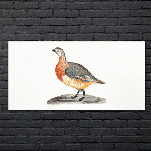 Zeichnung tier vogel kunst - zeichnung,