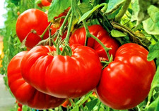 Tomatensamen (7+ Samen); alte