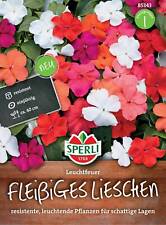 Fleißiges Lieschen Leuchtfeuer  Impatiens für Schattenplätze ca. 25  Samen 85343