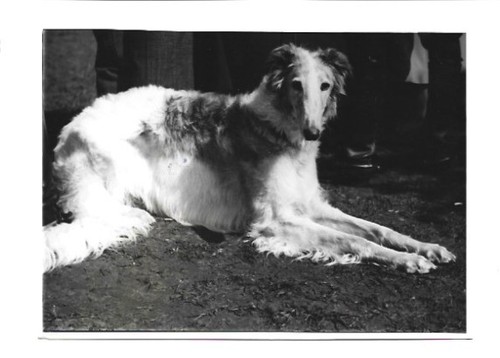 V7299 windhund foto - v7299/,