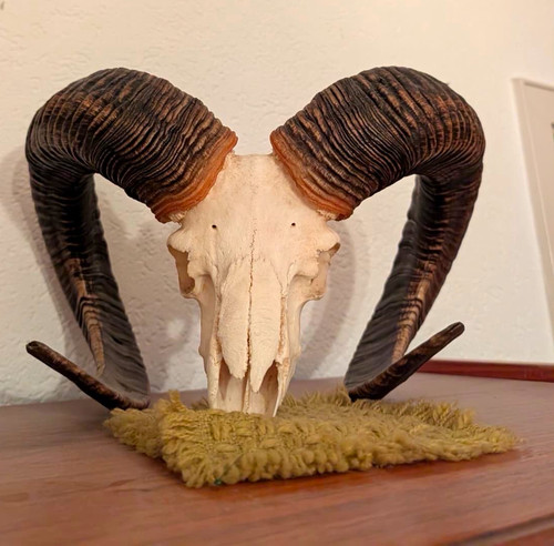 Echter mufflon widder schädel - mufflon,
