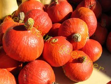 HOKKAIDO SPEISEKÜRBIS KÜRBIS