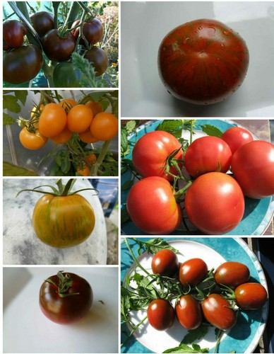 Tomatensamen mischung 7versch - tomatensamen,