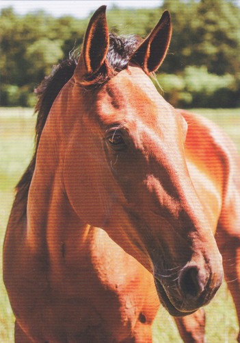 Pferd horse - ,