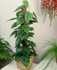 2x Philodendron Scandens
