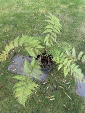 Dicksonia blumei (doppeltriebig) Rarität Nr.4