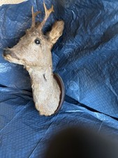 Rehgeweih abnormer Bock Reh