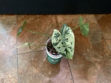 Philodendron Ilsemanii 